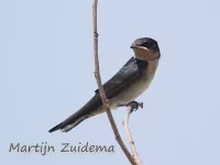 Foto: Javaanse zuidzeezwaluw [Hirundo tahitica javanica] Sanur Bali Indonesia (okt2018)